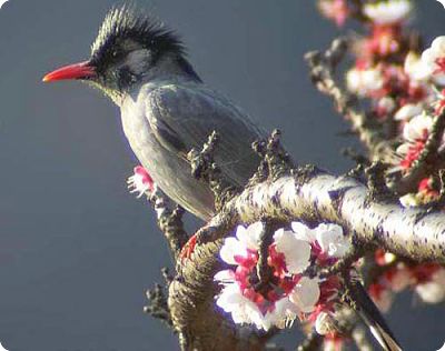 The bulbul bird, for which the traditional name of our so-called Pumori weave derives