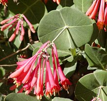 honeysuckle flower